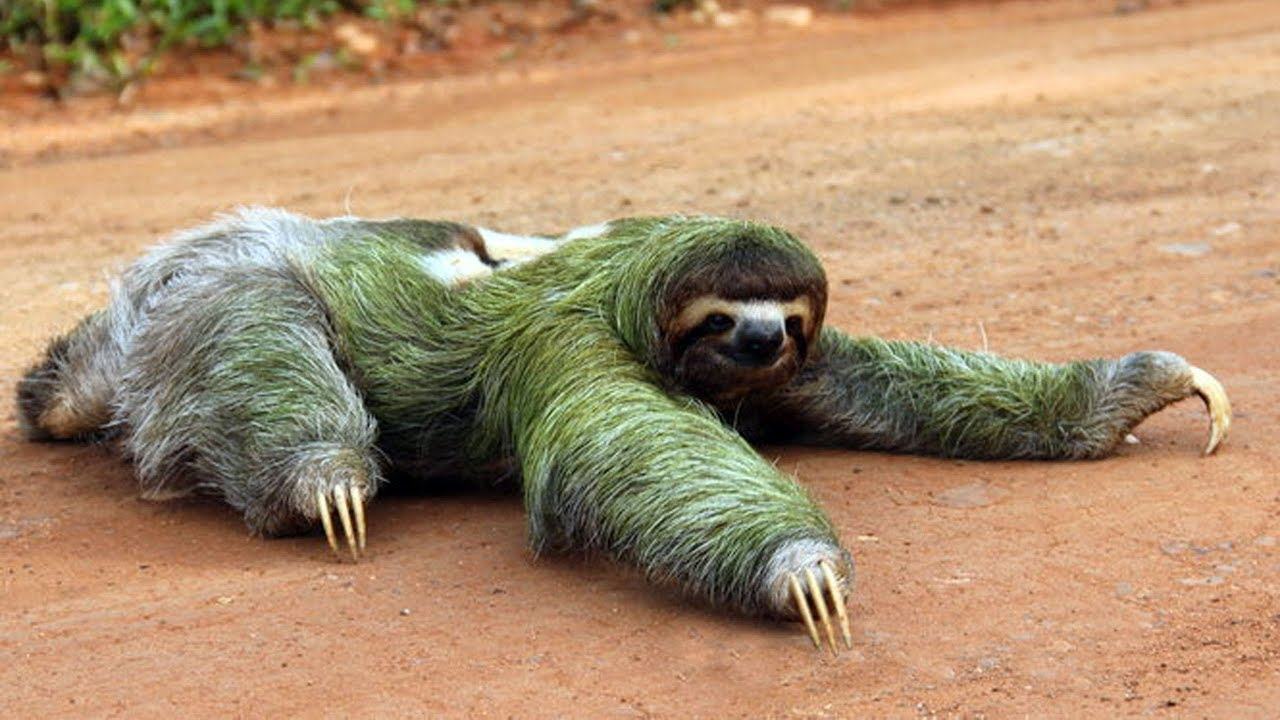 Slowest Land Animals In The World List of top 12 Slowest Terrestrial Animals In The World
