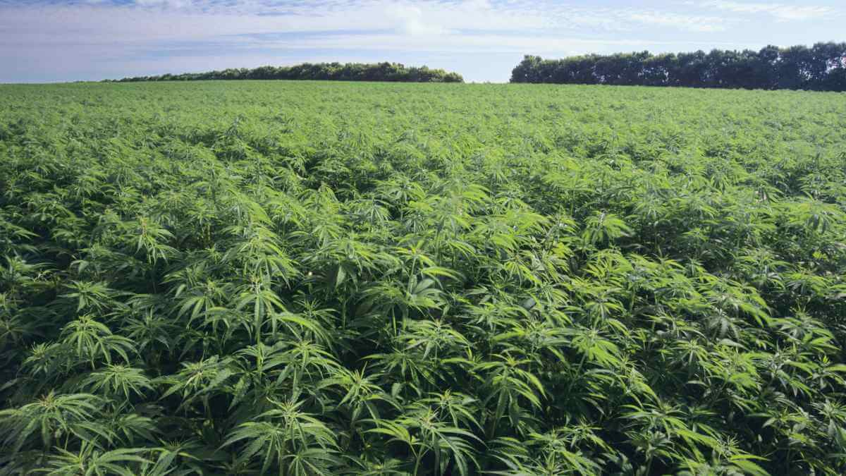 Cannabis - Things About Cannabis What is Cannabis? its forms, uses, benefits, risk and effects
