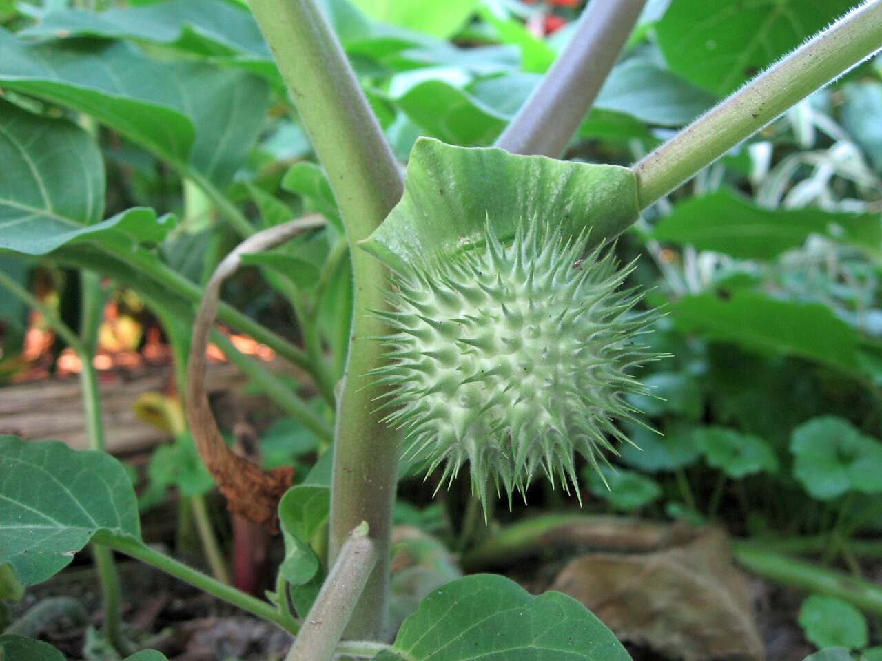 Datura - Things About Datura Datura Things About Datura