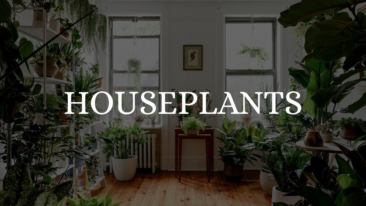 Houseplant - Things about Indoor Plants Houseplant - Things about Indoor Plants