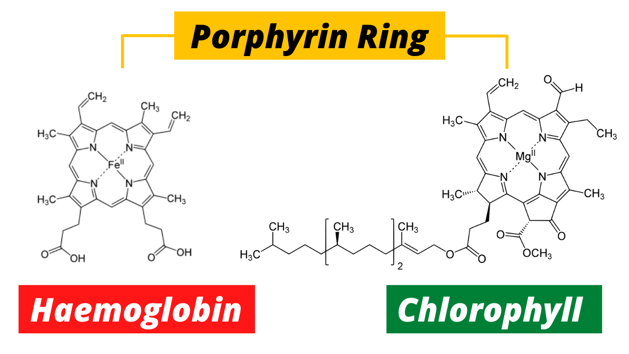 The Green and Red of Life: Chlorophyll vs. Hemoglobin The Green and Red of Life: Chlorophyll vs. Hemoglobin