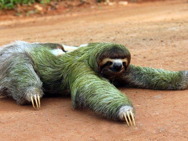 List of top 12 Slowest Terrestrial Animals In The World
