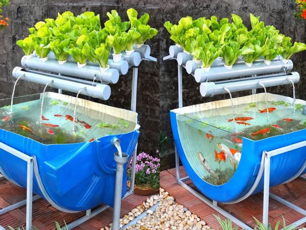 Aquaponics: Plants Fish Cultivation Using Technological Symbiosis