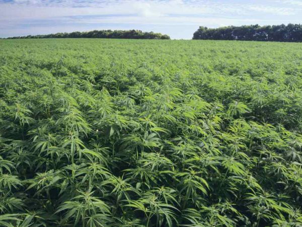 What is Cannabis? its forms, uses, benefits, risk and effects