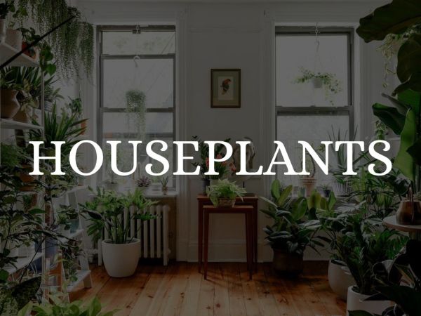 Houseplant - Things about Indoor Plants